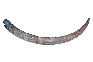 Staatliche Ethnographische Sammlungen Sachsen im Verbund der Staatlichen Kunstsammlungen Dresden